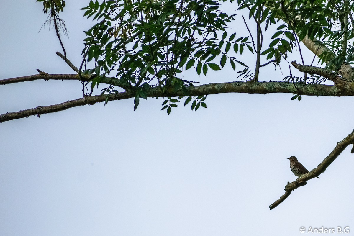 Song Thrush - Anderson Becerra Grajales