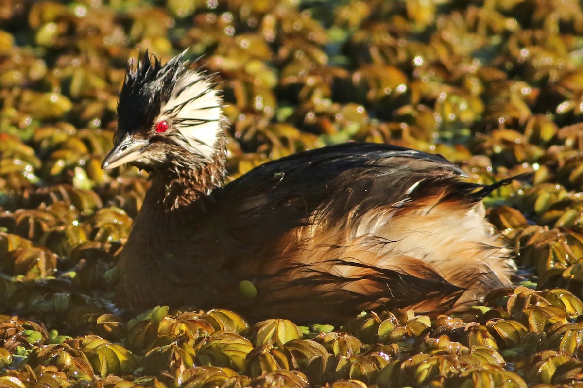 White-tufted Grebe - ML105708951