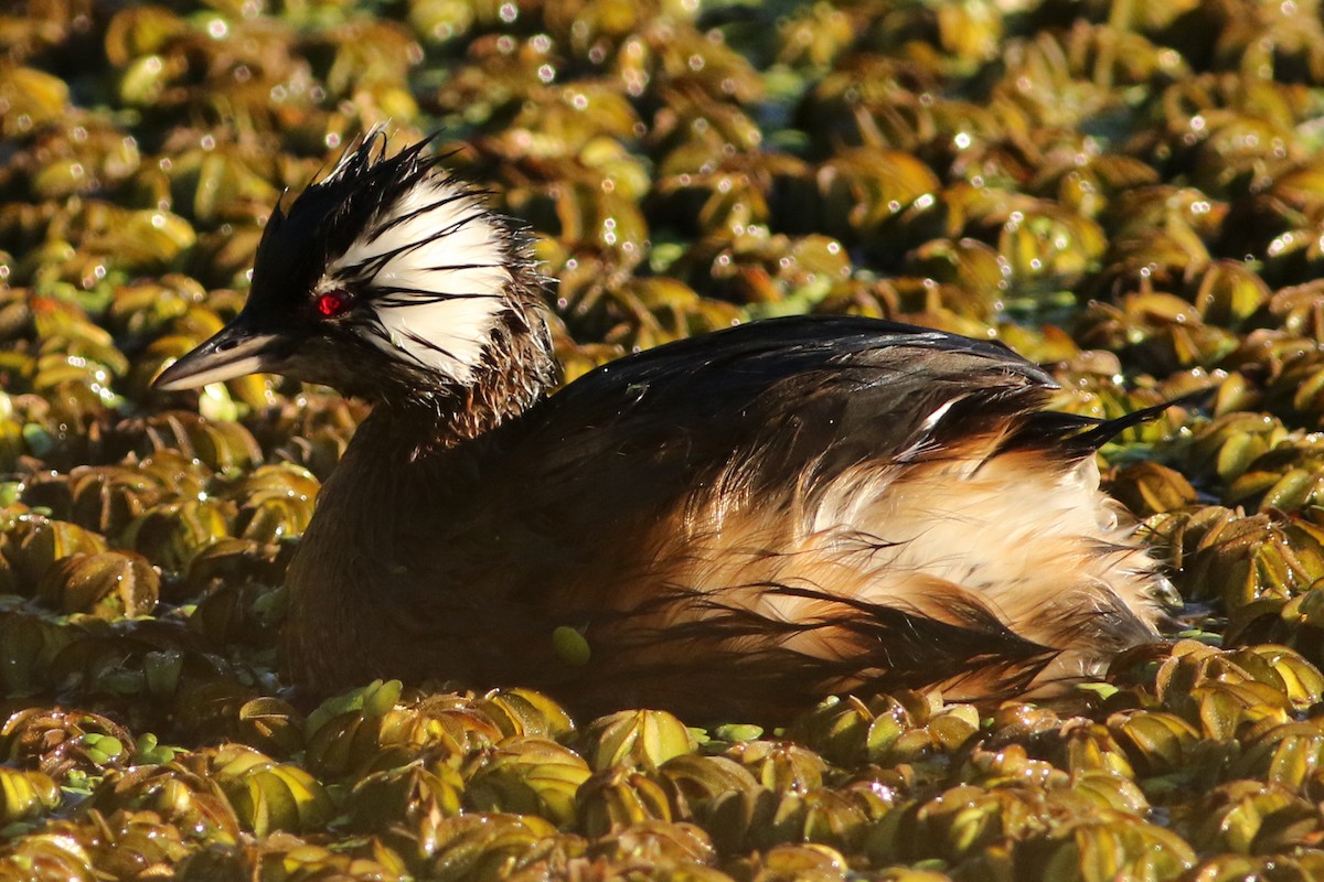 White-tufted Grebe - ML105708961