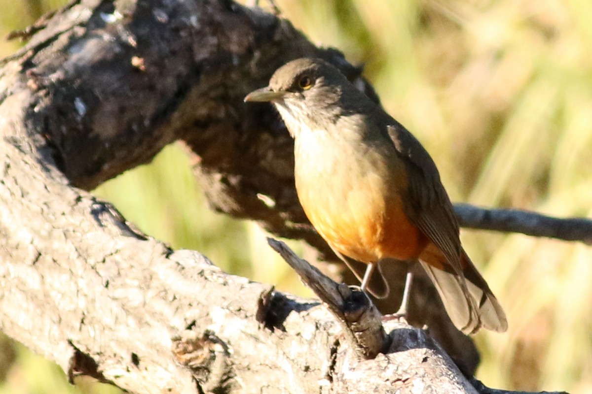 Rufous-bellied Thrush - ML105709091