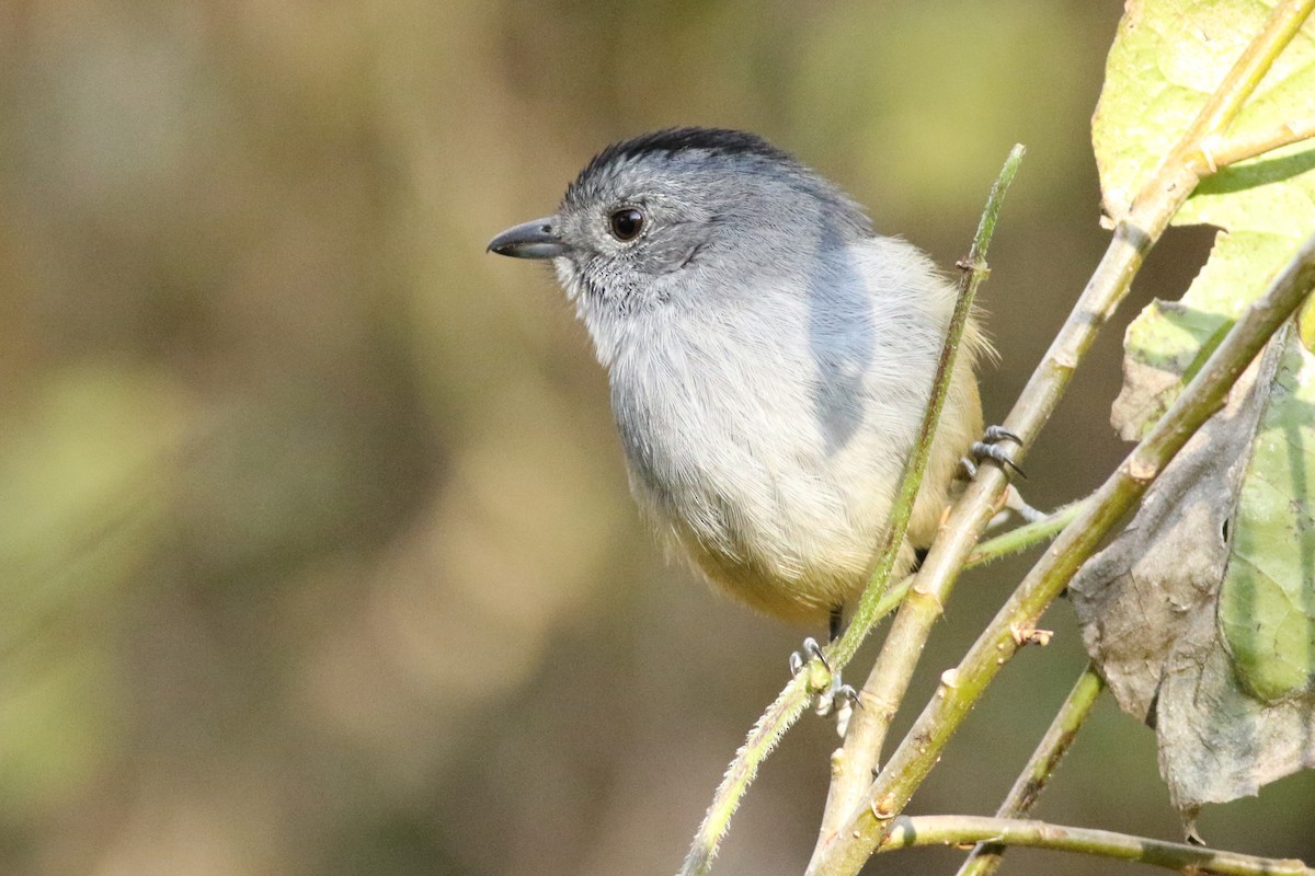 Variable Antshrike - ML105709271