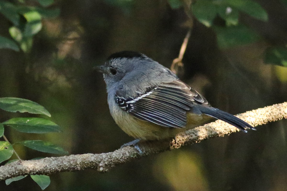 Variable Antshrike - ML105709351