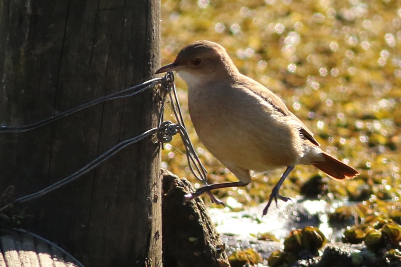 Rufous Hornero - ML105709531