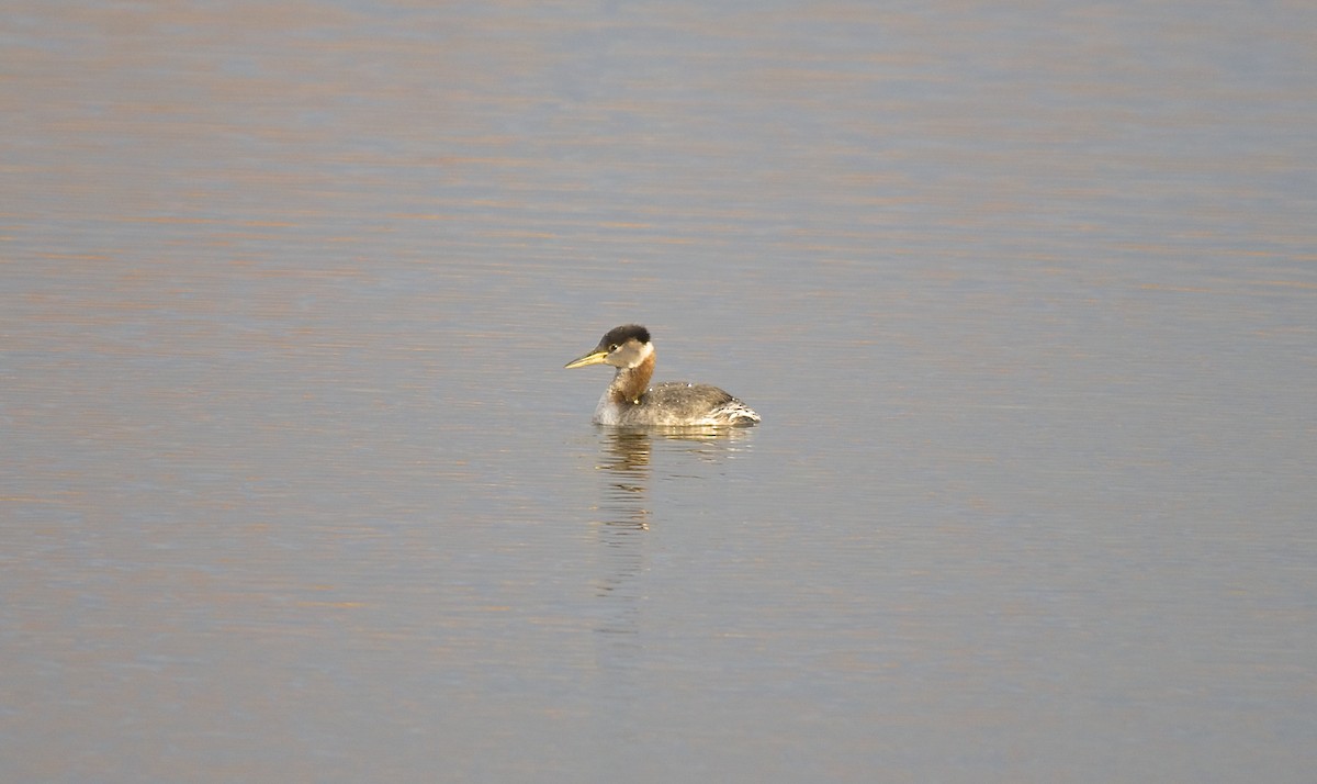 Red-necked Grebe - ML105710191