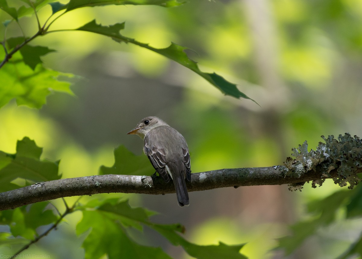 Eastern Wood-Pewee - ML105711541