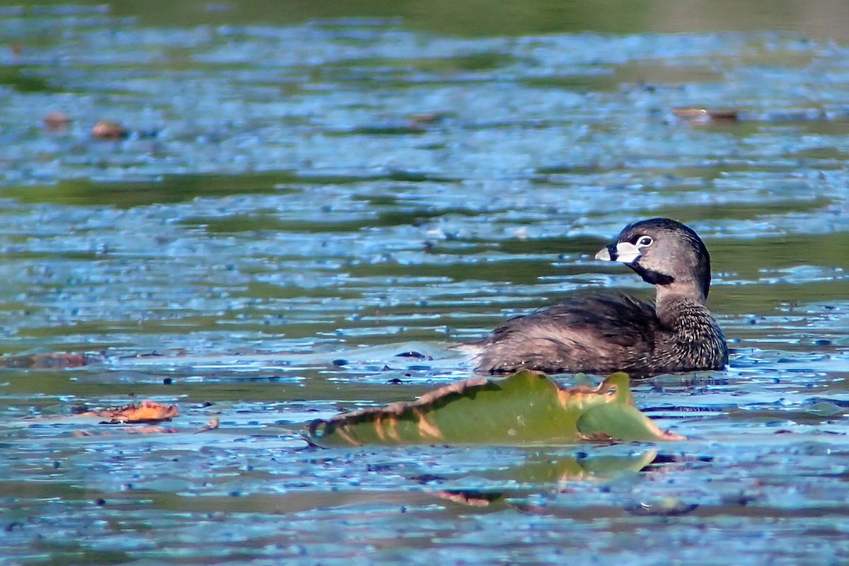 Pied-billed Grebe - ML105712051