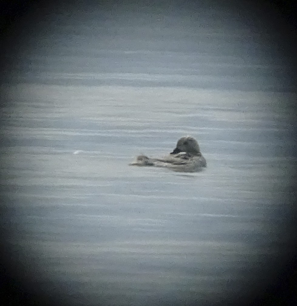 Long-tailed Duck - ML105712651