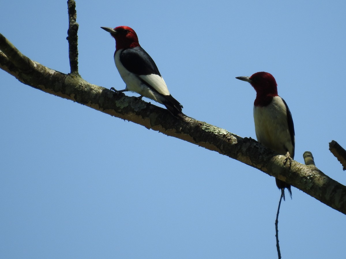 Red-headed Woodpecker - Deb Calhoun