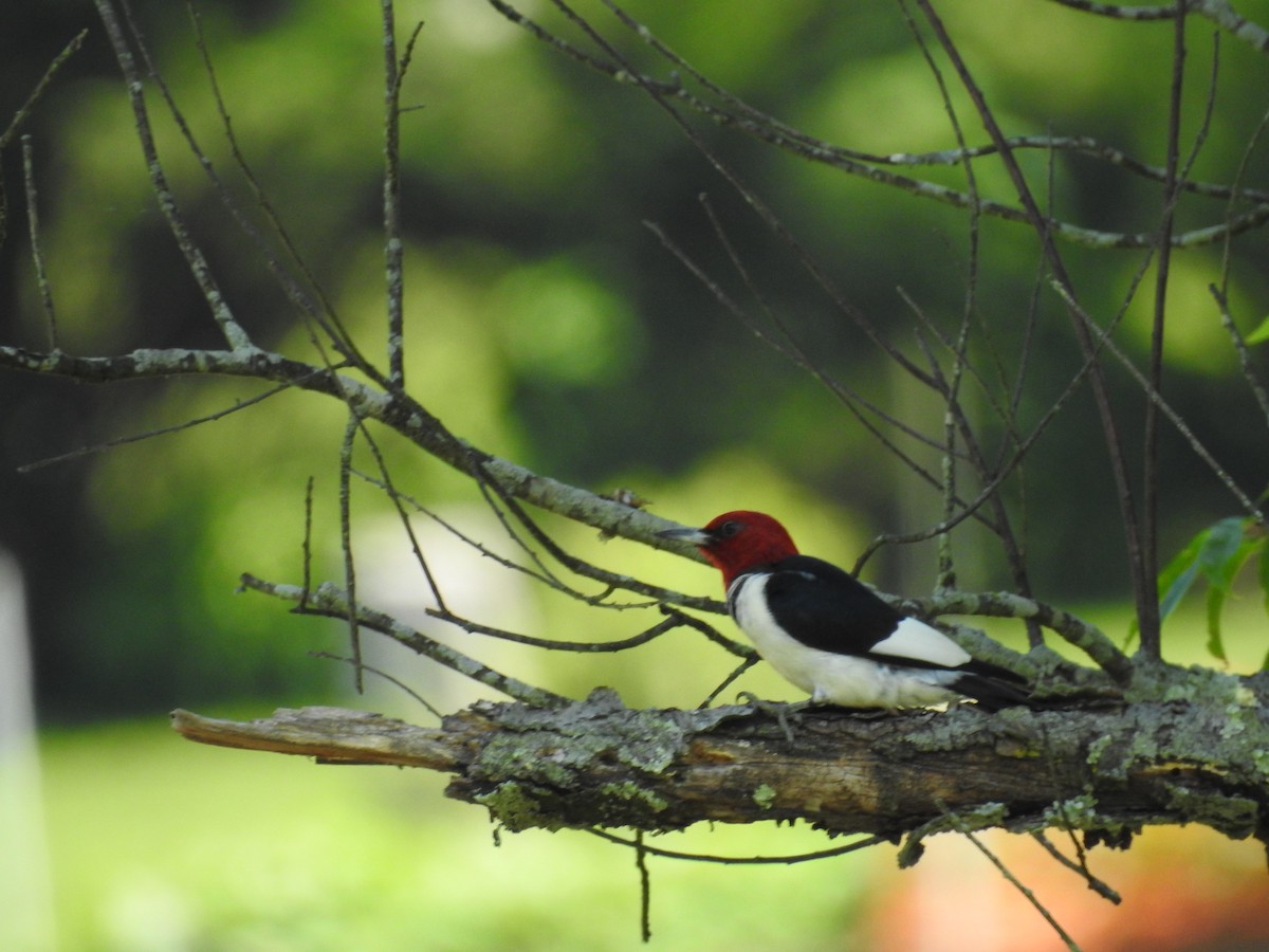 Red-headed Woodpecker - ML105718091