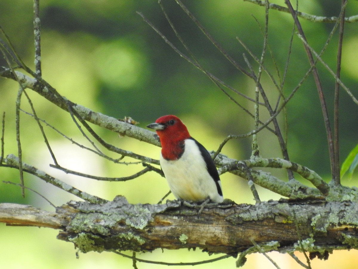 Red-headed Woodpecker - ML105718121