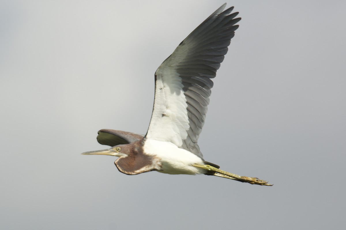 Tricolored Heron - Levi Burford