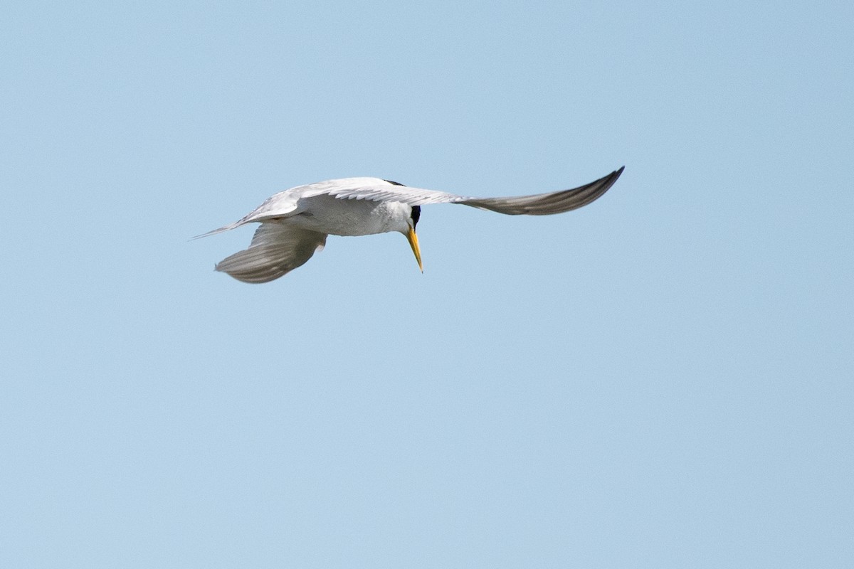 Least Tern - Adam Jackson