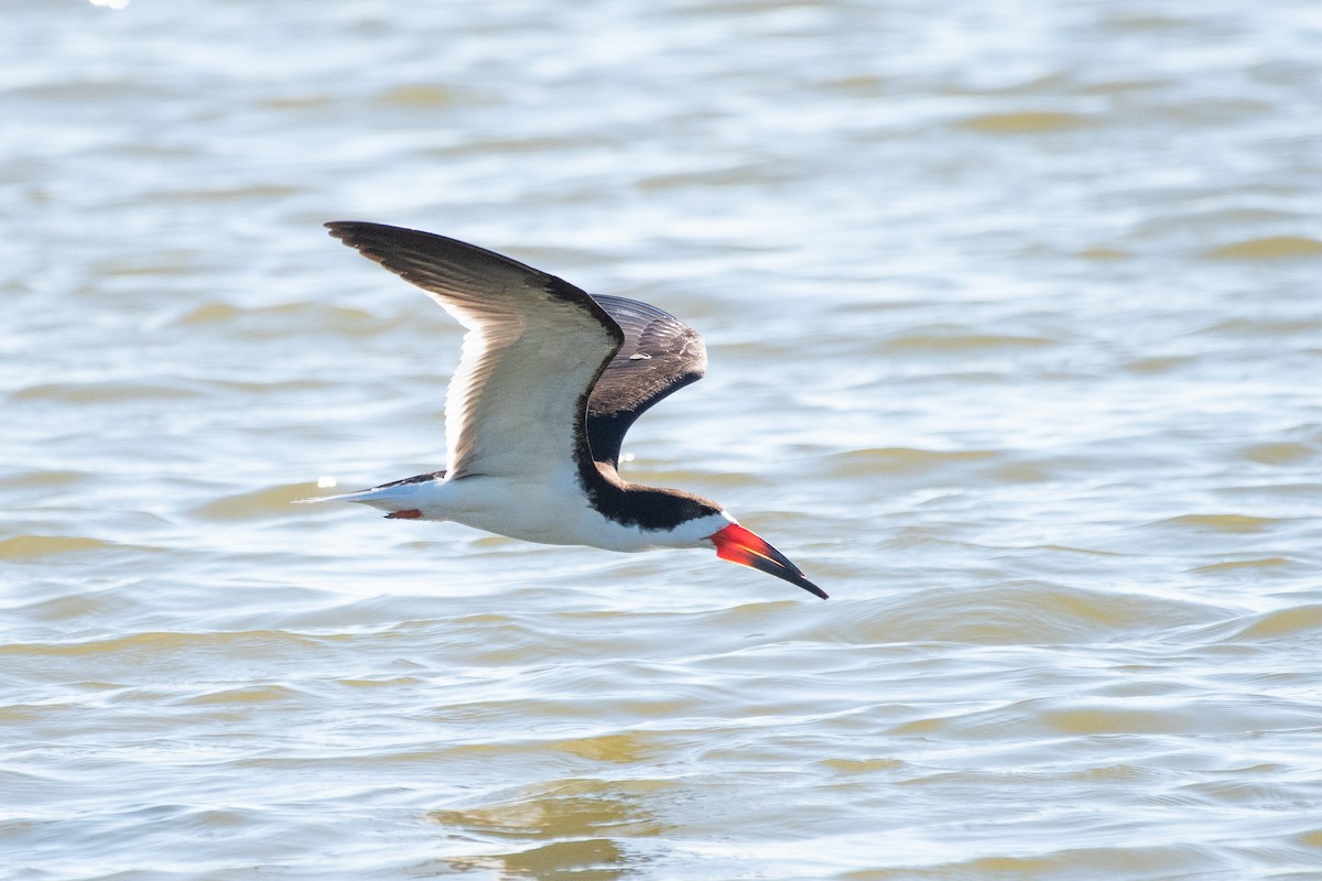 Black Skimmer - ML105719561