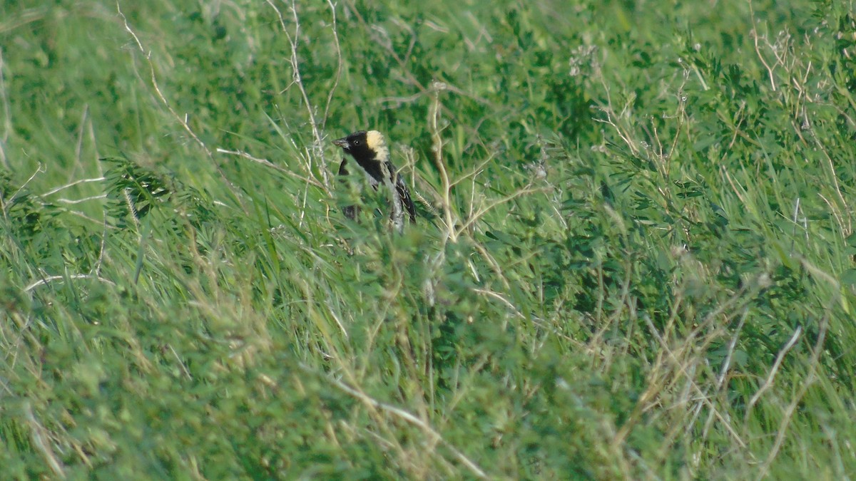 Bobolink - ML105719601