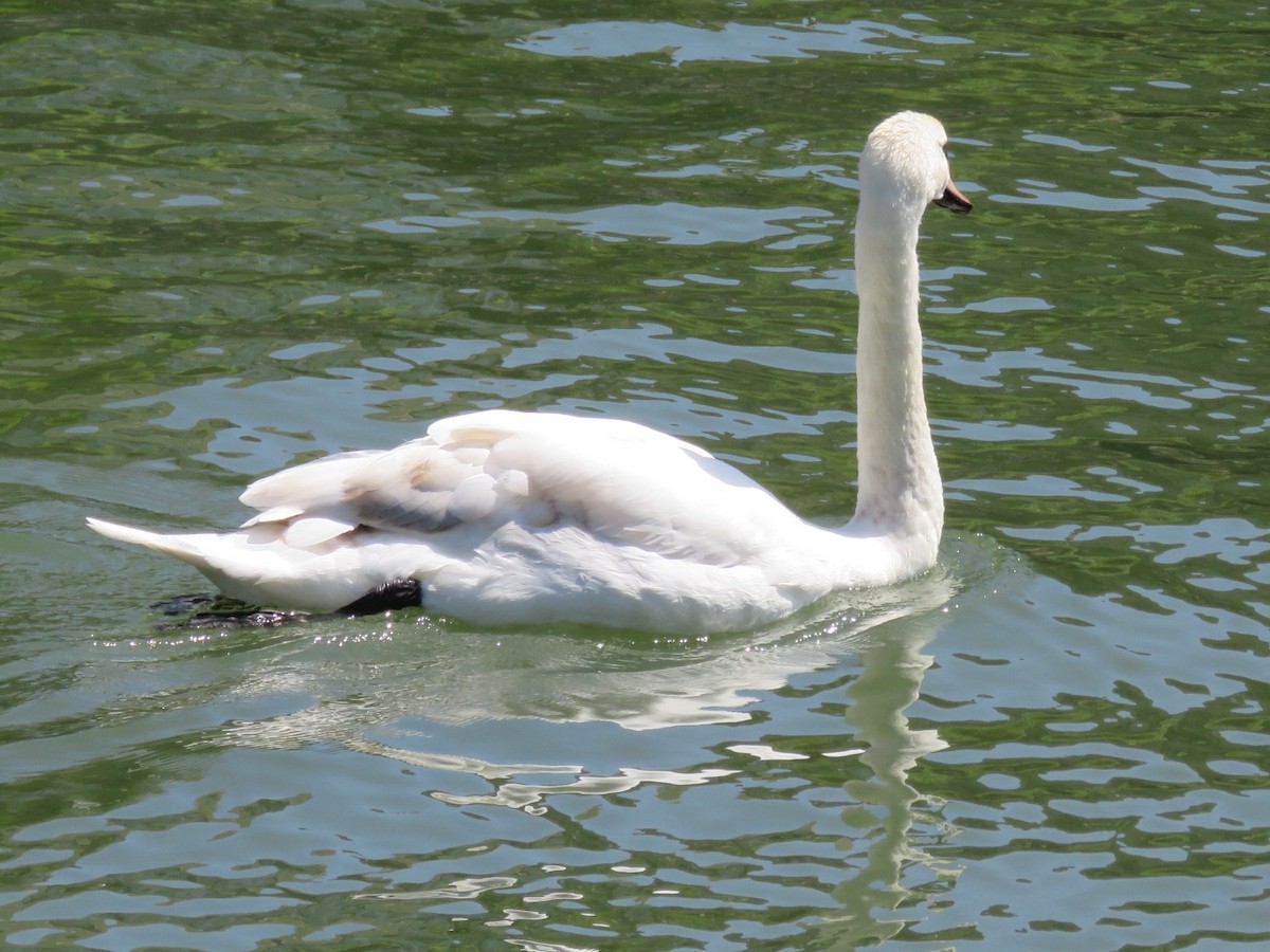 Mute Swan - ML105720111