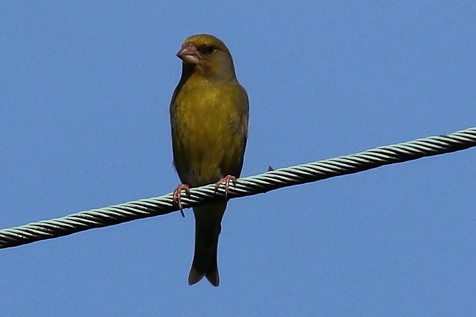 European Greenfinch - ML105720521