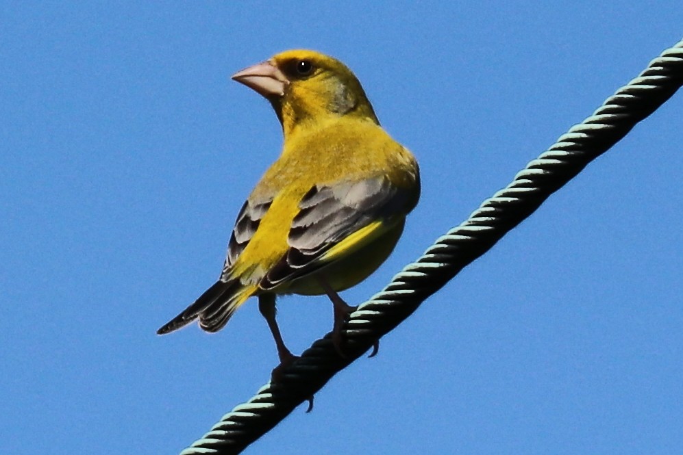 European Greenfinch - ML105720581