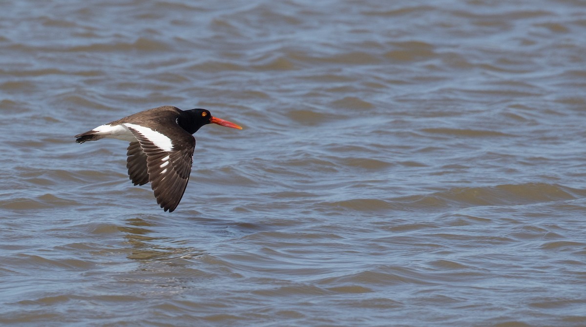 American Oystercatcher - ML105721191