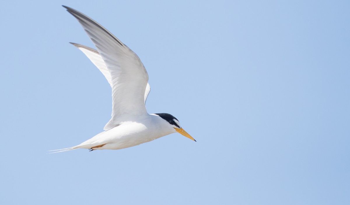 Least Tern - ML105721541