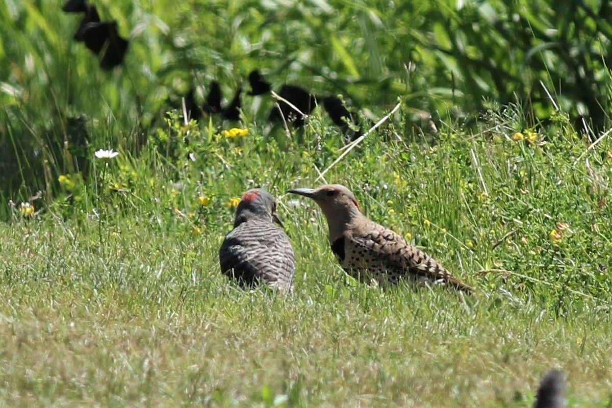 Northern Flicker (Yellow-shafted) - ML105722471