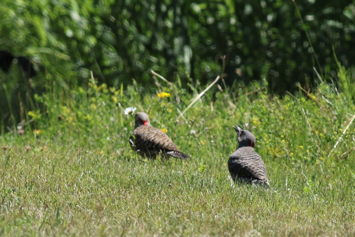 Northern Flicker (Yellow-shafted) - ML105722891