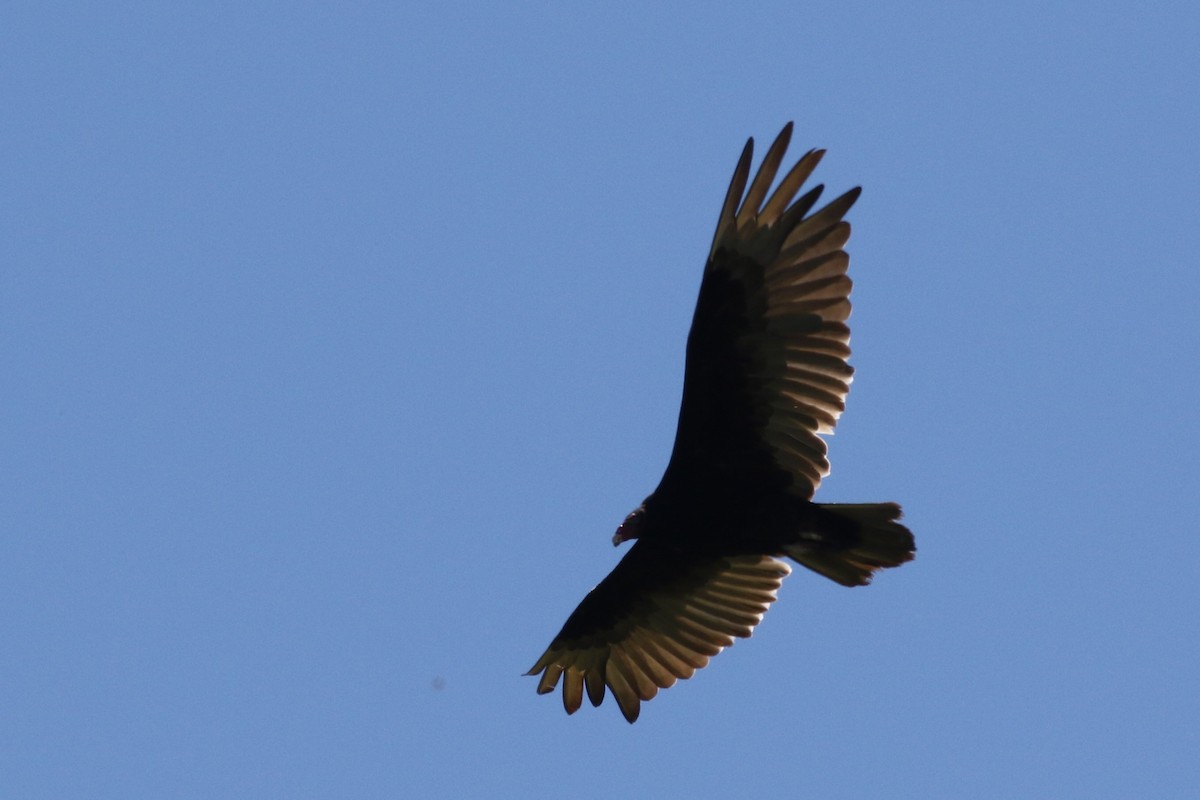 Turkey Vulture - ML105723121
