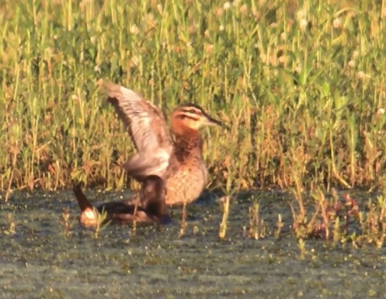 Masked Duck - ML105724541