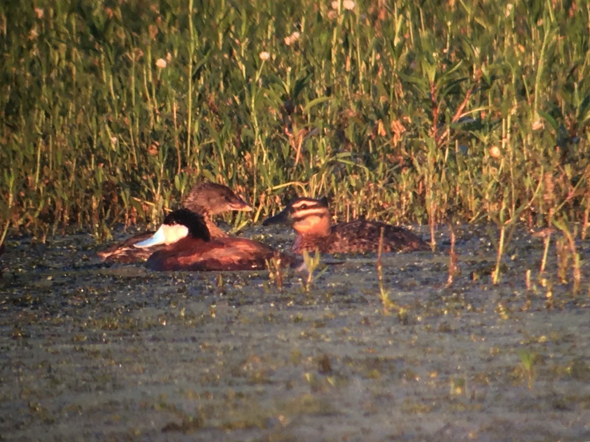 Masked Duck - ML105724841