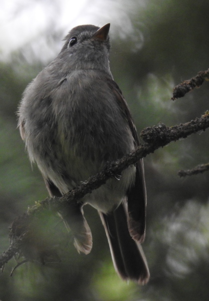 Hammond's Flycatcher - Richard Klauke