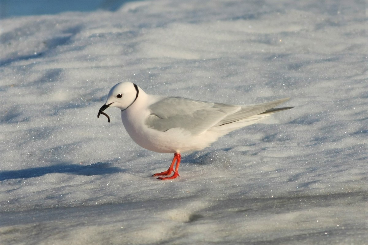 Ross's Gull - ML105727131