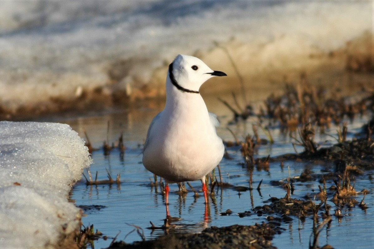 Ross's Gull - ML105727181