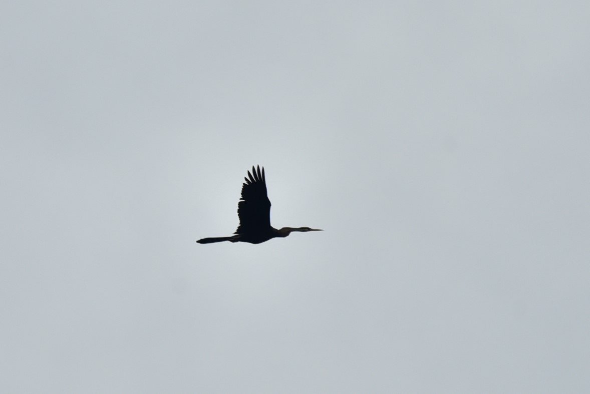 Oriental Darter - ML105729701