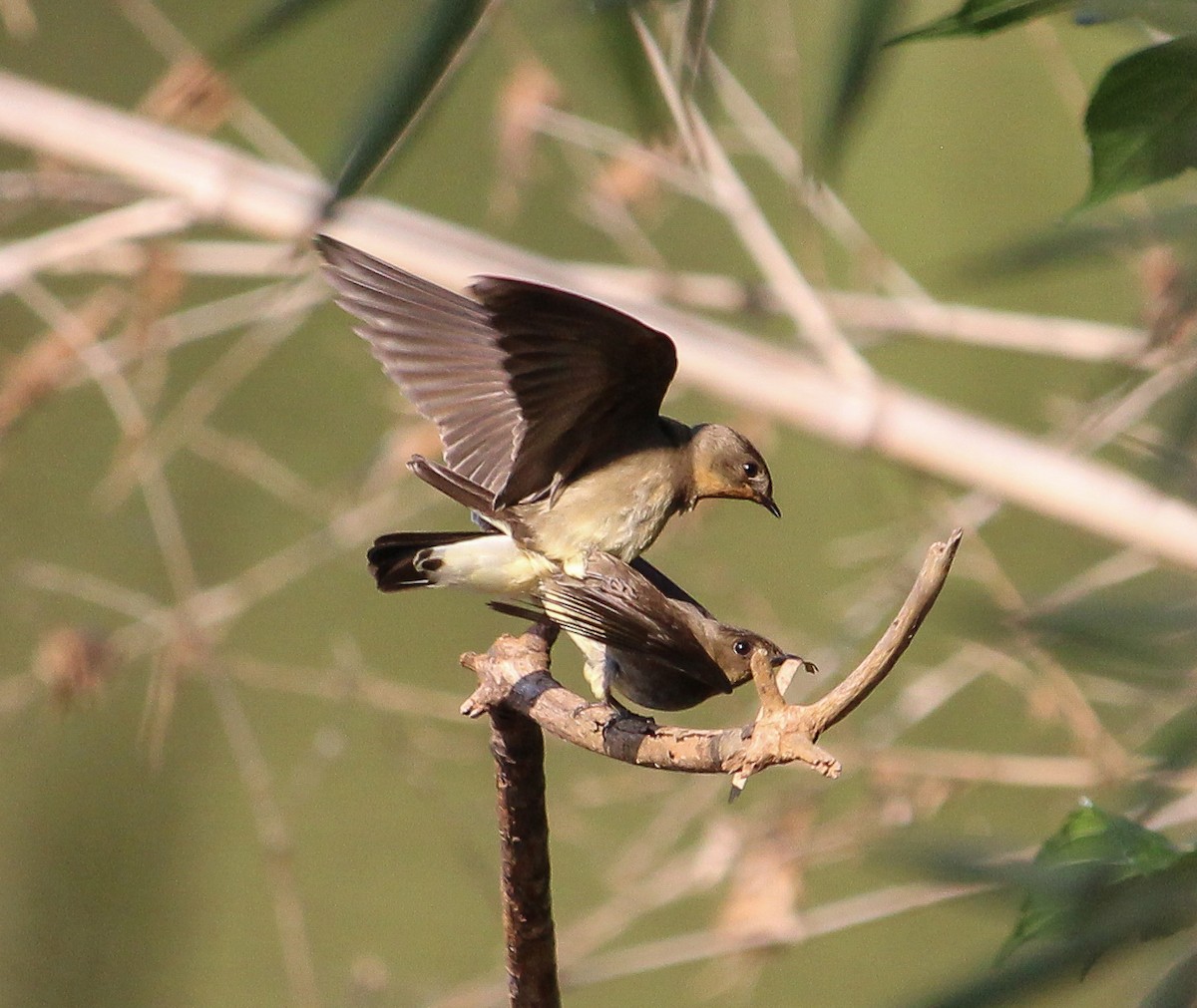 Southern Rough-winged Swallow - ML105730061