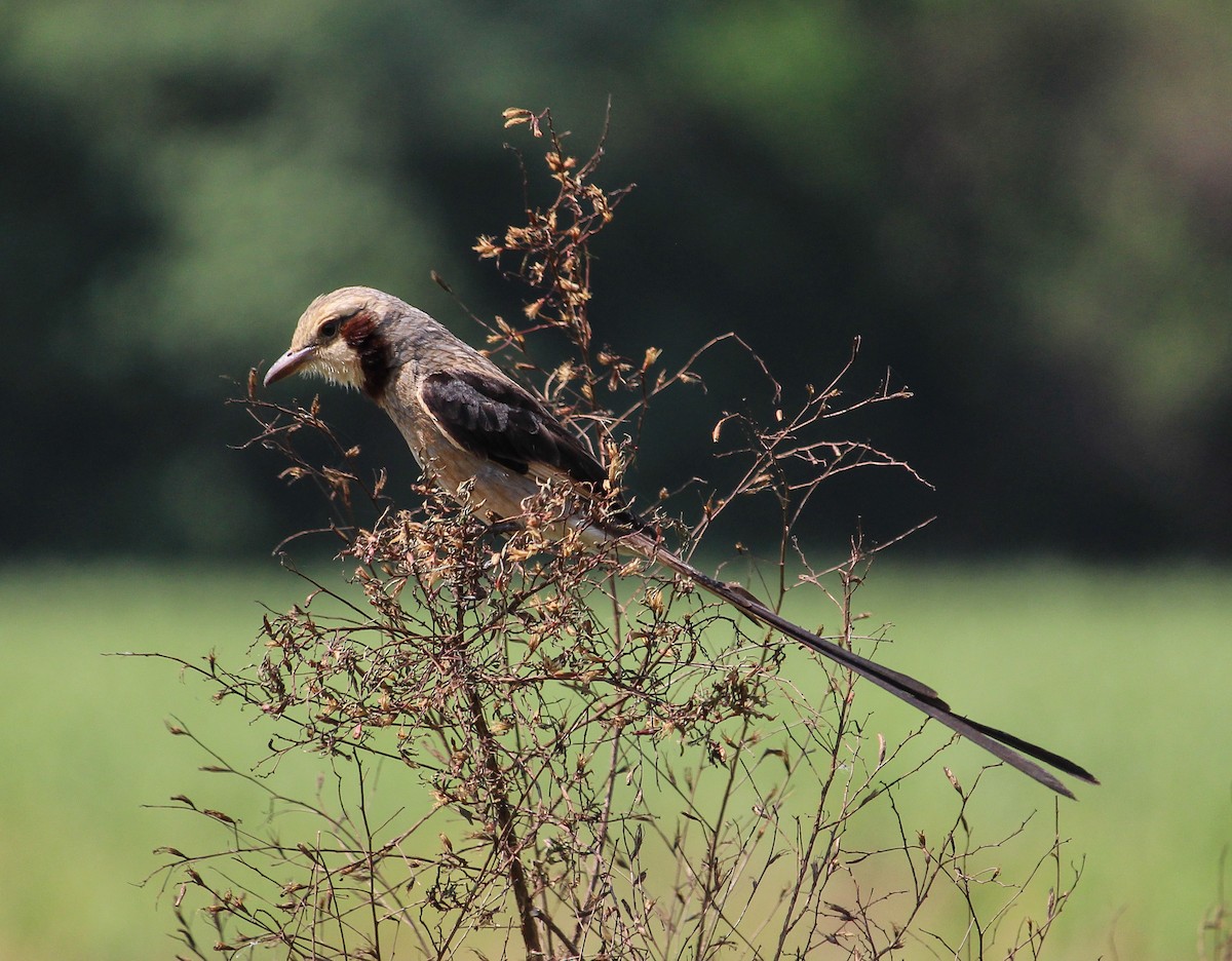 Streamer-tailed Tyrant - ML105730191