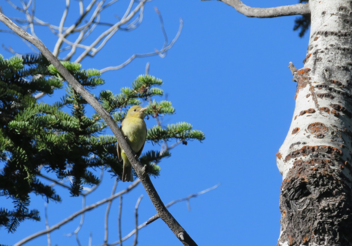 Western Tanager - Judith Dunham