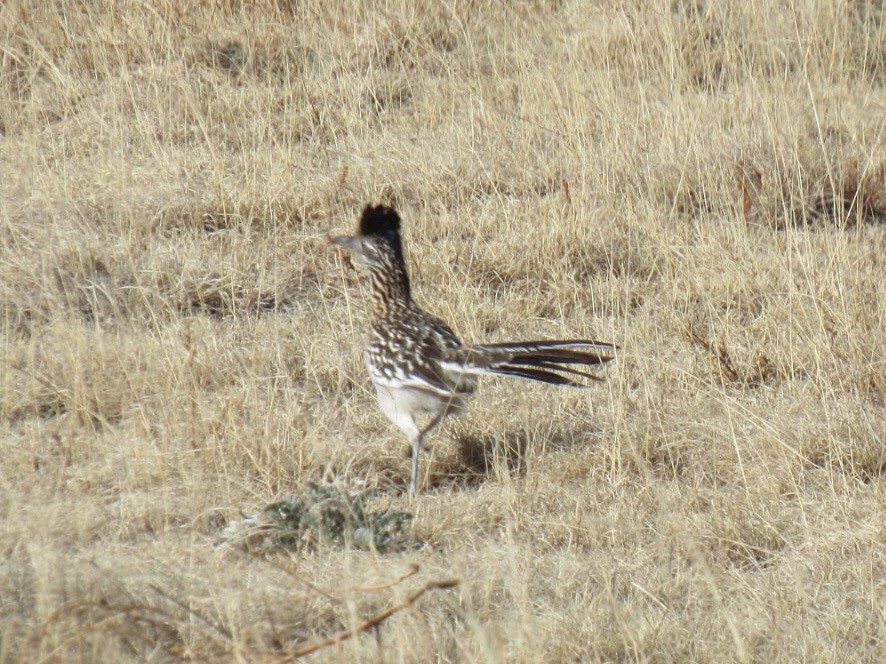 Greater Roadrunner - ML105730551