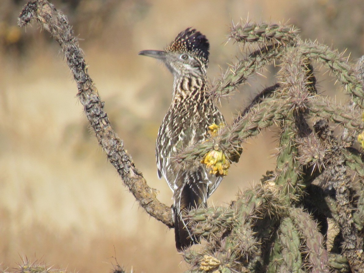 Greater Roadrunner - ML105730571