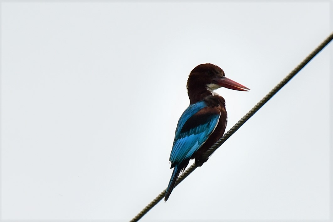 White-throated Kingfisher - Sajeev Krishnan