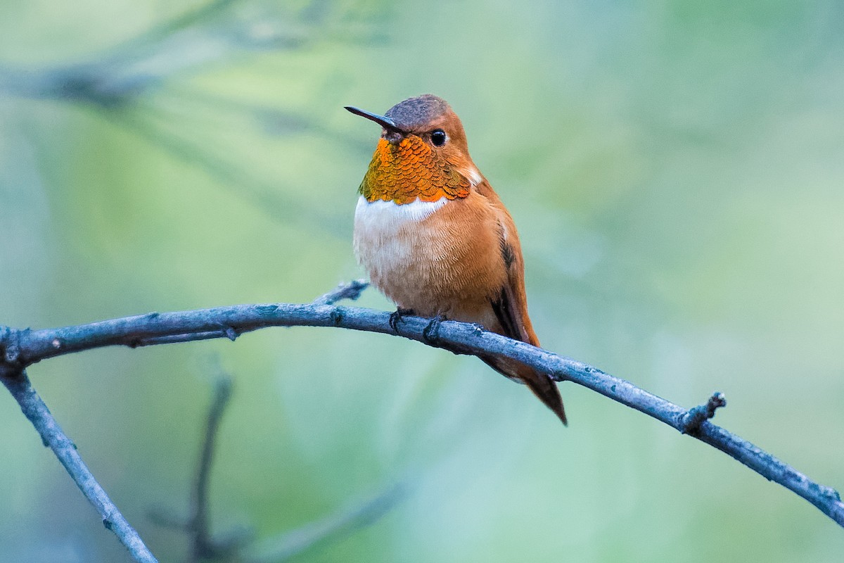 Rufous Hummingbird - Don Danko
