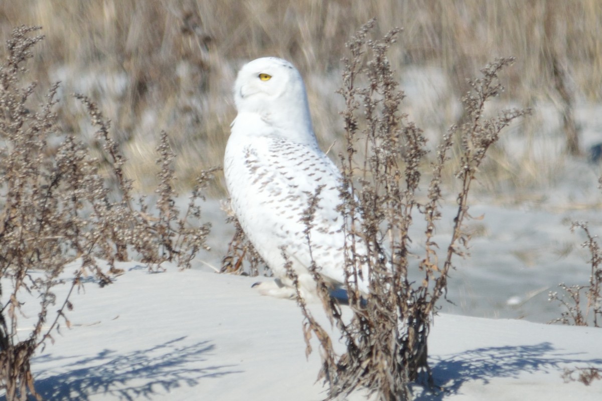 Snowy Owl - ML105731331