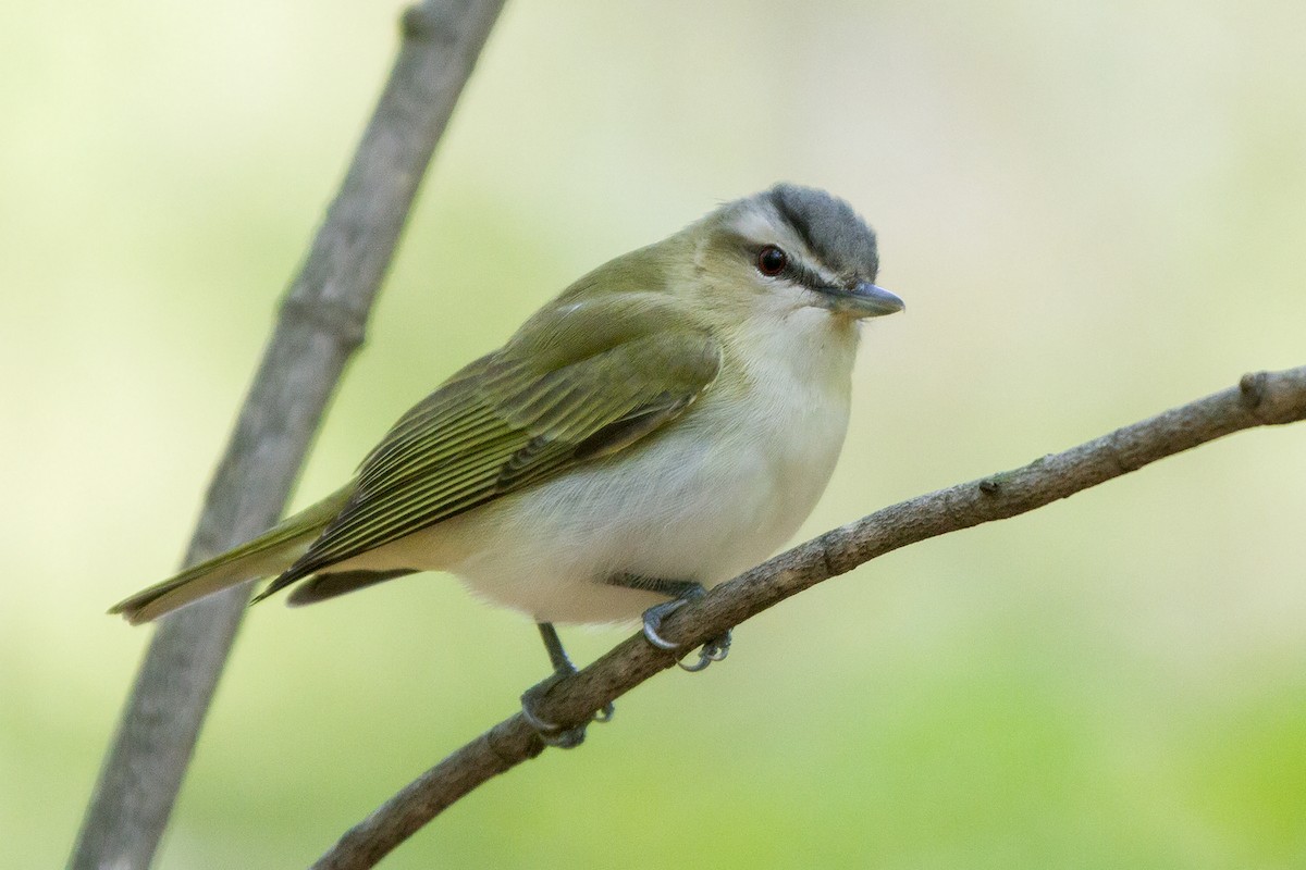 Red-eyed Vireo - ML105733841