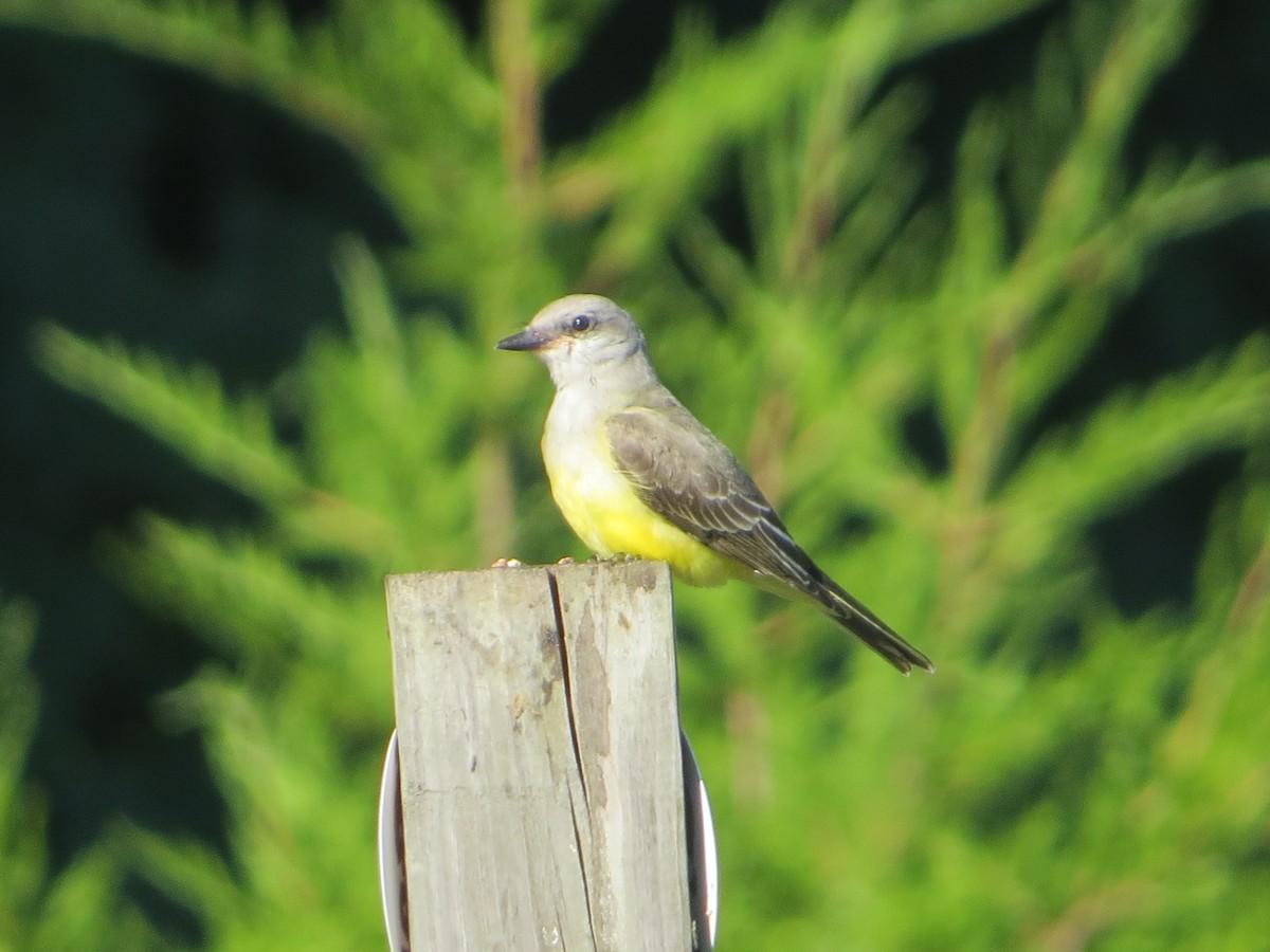 Western Kingbird - ML105733901