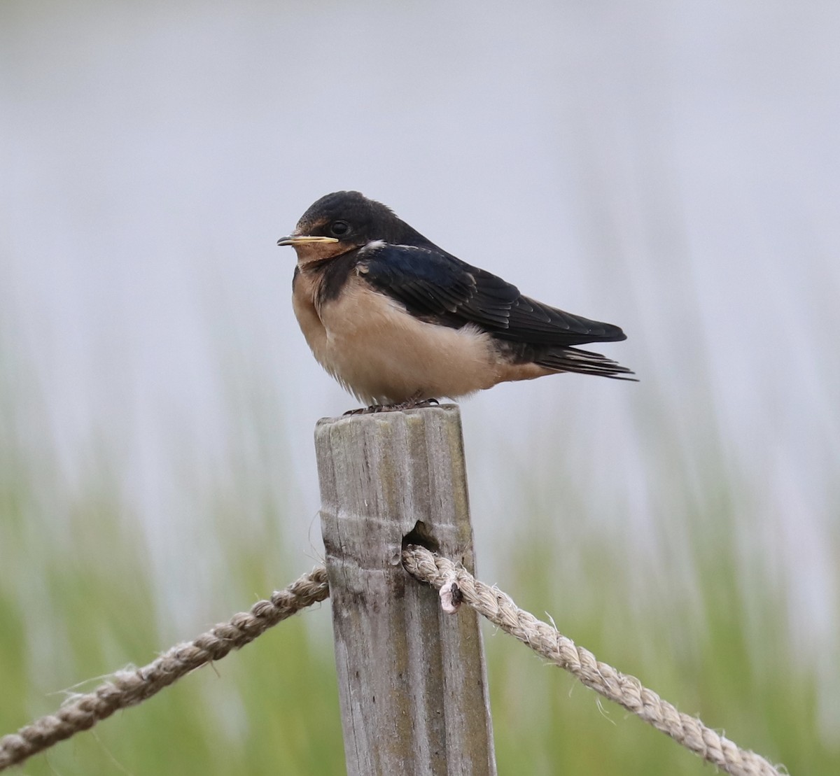 Barn Swallow - Elizabeth Curley