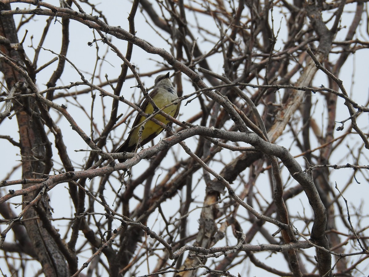 Western Kingbird - ML105737971