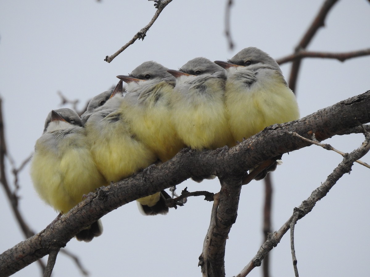 Western Kingbird - ML105737981