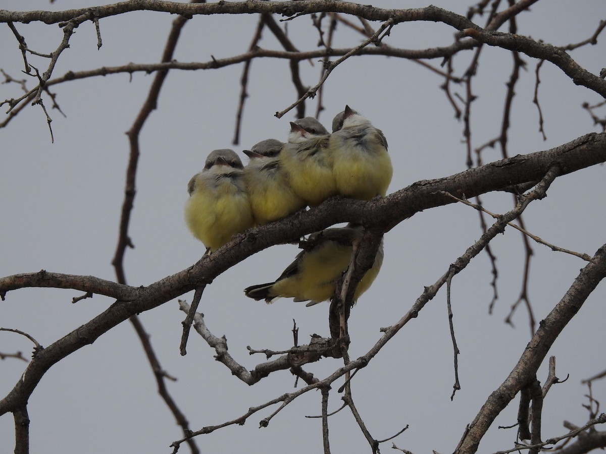 Western Kingbird - ML105738011