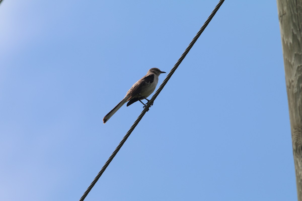 Northern Mockingbird - Jeff Kunitzer