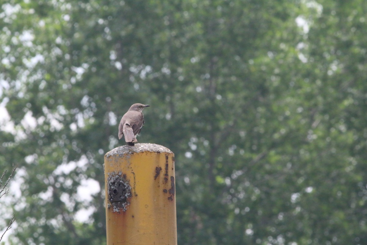 Northern Mockingbird - ML105738631