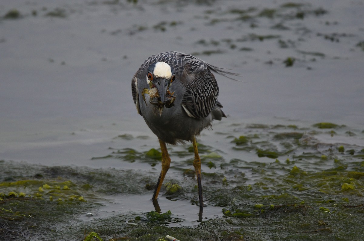 Yellow-crowned Night Heron - ML105741131