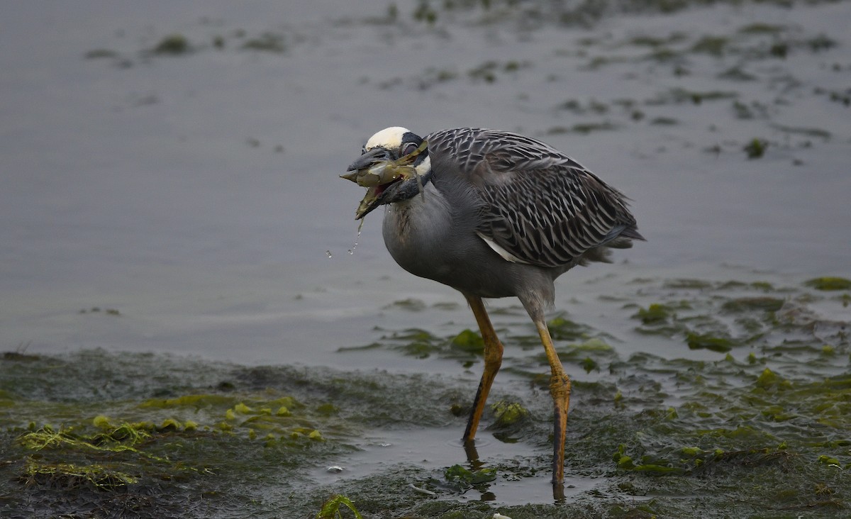 Yellow-crowned Night Heron - ML105741141